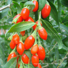 Chinese Sunshine Bio Goji Berry (Wolfberry0